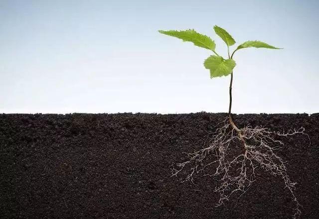 植物根系分析儀對農(nóng)業(yè)生產(chǎn)有幫助嗎？