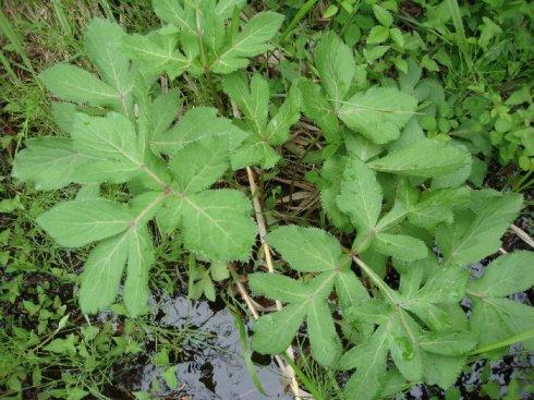 植物葉面積測(cè)定儀有什么作用？