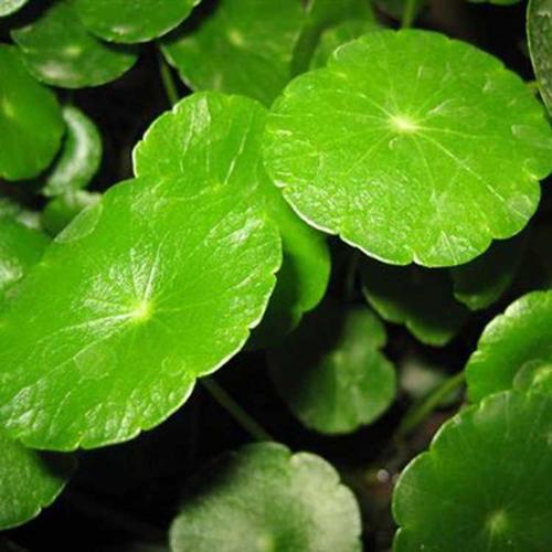 如何正確使用植物冠層分析儀？