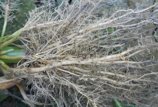 植物根系分析儀，選擇山東云唐如何？