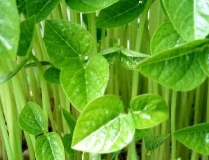 植物營養(yǎng)測(cè)定儀快速判斷氮肥含量