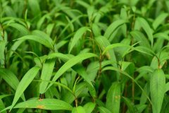 植物冠層測定儀在水稻種植當(dāng)中有什么作用？