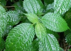 植物葉面積儀“精細化農業(yè)”中的作用！