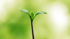 植物根系分析儀的作用是什么呢？