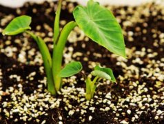 手持葉綠素檢測儀的使用方法是什么？